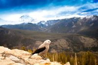 Wildlife